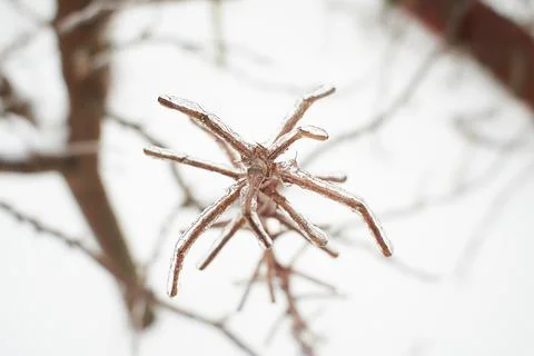 Branches of a deciduous grass covered Stock Photos
