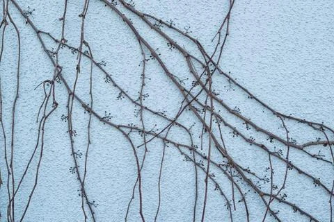 Branches of deciduous ivy on a turquoise wall with decorative plaster in wint Stock Photos