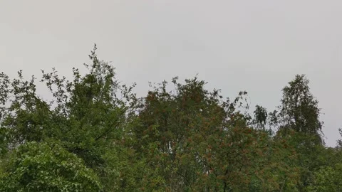 Branches of deciduous trees sway in the wind. Stock Footage 166935957