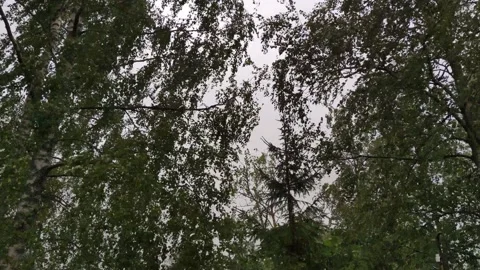 Branches of deciduous trees sway in the wind. Stock Footage 166936124