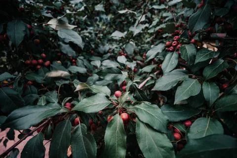 Branches of a decorative red apple tree Stock Photos