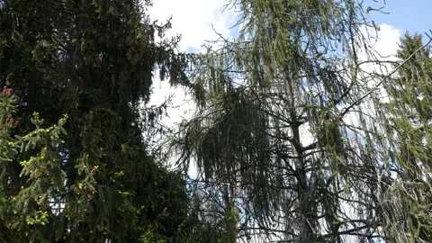 Branches of a decorative spruce with small red cones. Video stock 265495111