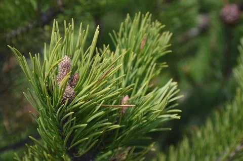 Branches of dense evergreen needles and small brown cones of mountain pine. Stock Photos