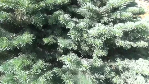 Branches of dense lush blue spruce tree under the close attention of screen Stock Footage 313218332