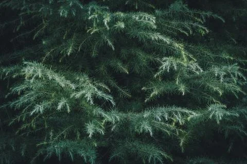 Branches of Deodar Cedar Stock Photos