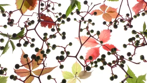 Branches of Devichiy grapes (lat. Parthenocissus) with berries. Stock-Footage 138389241