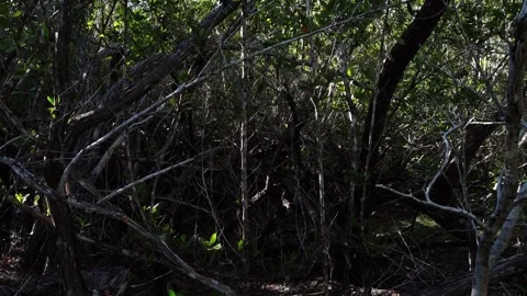 Branches of different sizes intertwine, creating the impression of an artistic Stock Footage 327432764