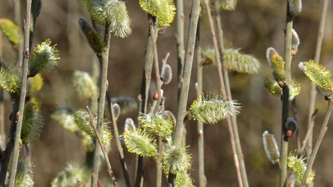 Branches with dissolved willow, close-up Stock Footage 127785400
