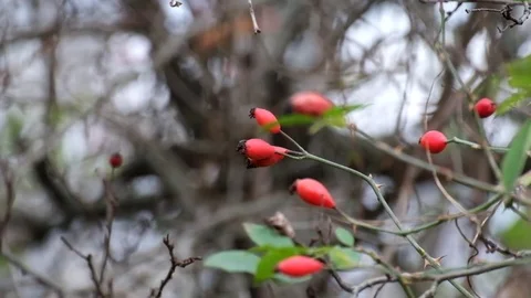 Branches of dog-rose fluttered in the wind (Rosa canina) Stock Footage 81745538