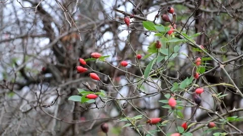 Branches of dog-rose fluttered in the wind (Rosa canina) Stock Footage 81745570
