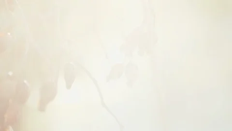 Branches of the dried rose. Stock Footage 89544380