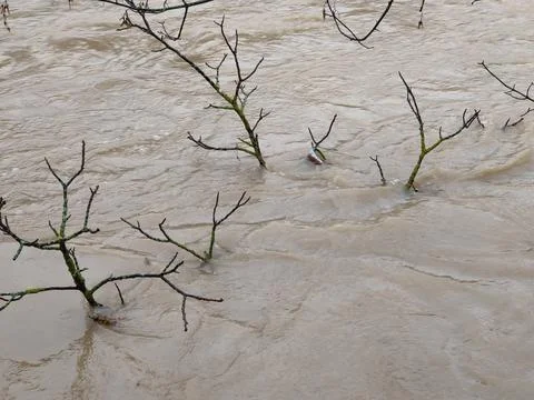 The branches of a drowned tree stick out of the water. Stock Photos