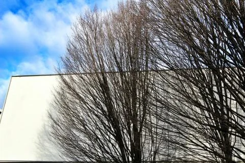 Branches of dry and dead tree under blue sky Stock Photos
