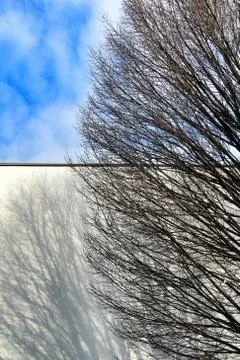 Branches of dry and dead tree under blue sky Stock Photos