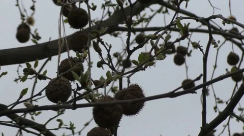 Branches with dry round seed capsules Stock Footage 49301531