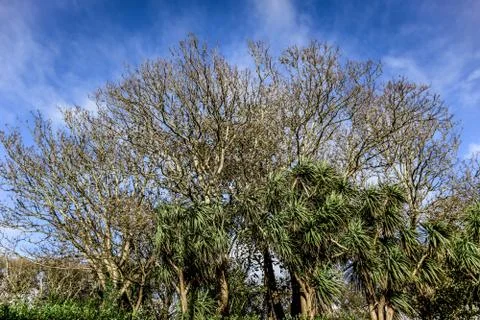 Branches dry tree on blue sky background Stock Photos
