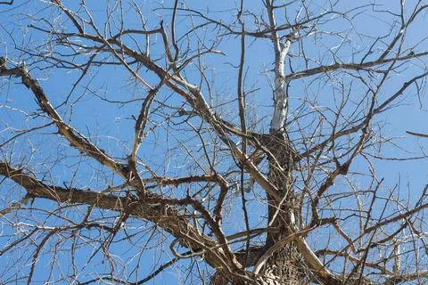 Branches of a dry tree on blue sky Stock Photos