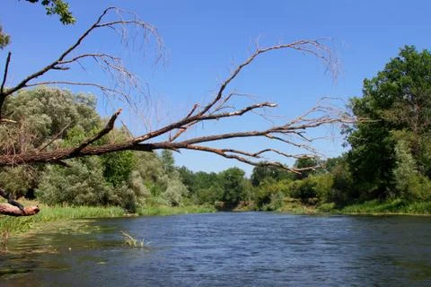 The branches of a dry tree hung over the water of the river. Stock Photos