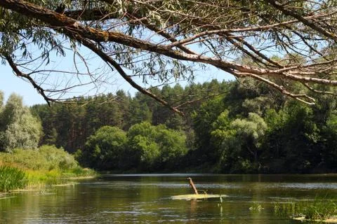 The branches of a dry tree hung over the water of the river. Stock Photos