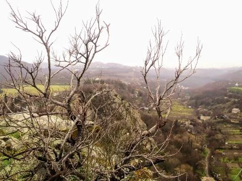 Branches of a dry tree on a mountainside Stock Photos
