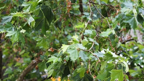 Branches during rainfall and wind Video stock 157024777
