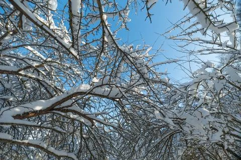 Branches dusted with fresh snow, Winter landscape featuring snowcovered branches Stock Photos