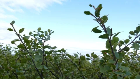 The branches of dwarf birch sway in the wind against a cloudy sky. Stock Footage 109111169