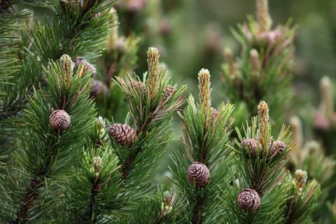 Branches of a dwarf mountain pine (Pinus mugo). Stock Photos