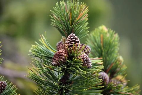 Branches of a dwarf mountain pine (Pinus mugo). Stock Photos