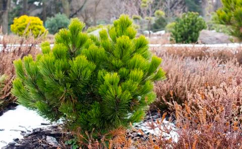 Branches of a dwarf mountain pine Pinus mugo . use in landscape design and Stock Photos