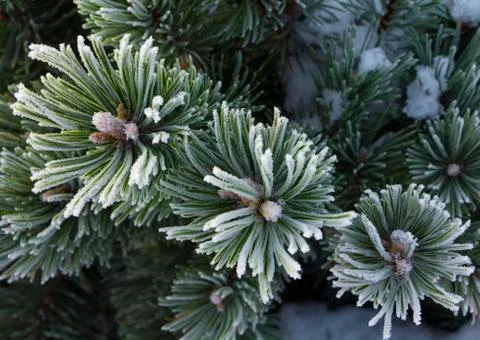 Branches of a dwarf mountain pine Pinus mugo . use in landscape design and Stock Photos