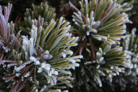 Branches of a dwarf mountain pine Pinus mugo . use in landscape design and Stock Photos