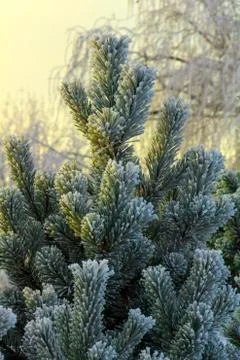Branches of a dwarf mountain pine Pinus mugo . use in landscape design and Stock Photos