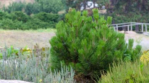 Branches of a dwarf mountain pine Pinus mugo . use in landscape design and Stock Photos