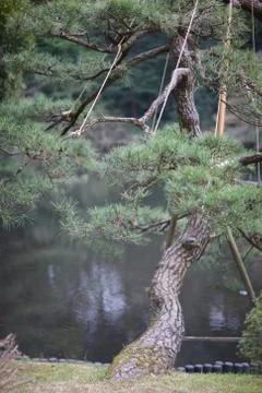 Branches of dwarf pine with bright needles on a pond in a park in Tokyo. Stock Photos