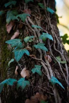 Branches entwined tree trunk Stock Photos