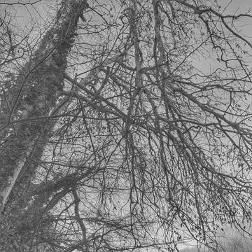 Branches éparses Stock Photos