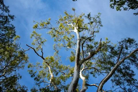 Branches of eucalyptus gum tree reaching upwards to blue sky background Stock Photos