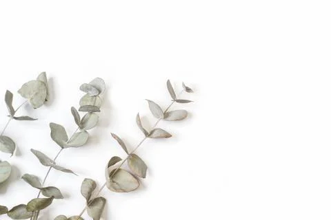 Branches with eucalyptus leaves isolated on a white background Stock Photos