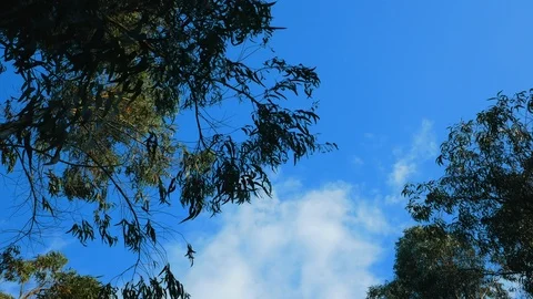 Branches on eucalyptus trees swaying in wind against blue sky with white clouds Stock Footage 106740414