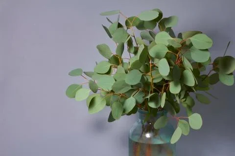 Branches of eucalyptus in vase on table on gray background. Home decor. Blog, Stock Photos