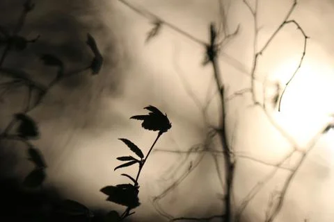 Branches on an evening background Stock Photos