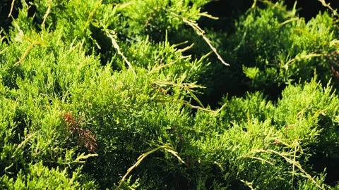 Branches of evergreen conifers of Juniperus horizontalis, creeping juniper. Stock Footage 321411147
