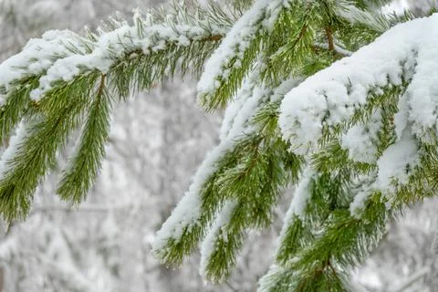 Branches of evergreen pine trees covered with fluffy snowflakes and ice again Stock Photos