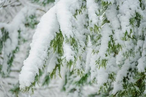 Branches of evergreen pine trees covered with fluffy snowflakes and ice again Stock Photos