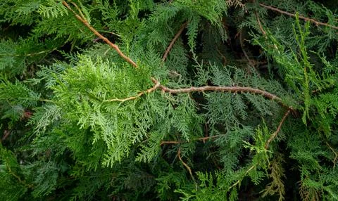 Branches of an evergreen shrub Stock Photos