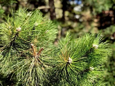 Branches of evergreen tree, closeup Stock-Fotos