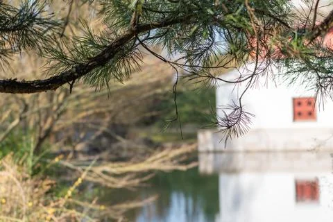 Branches of evergreen tree frame blurred background Stock-Fotos