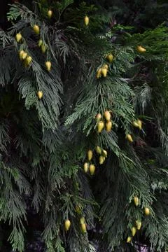 Branches of an evergreen tree Stock Photos