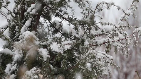Branches of an evergreen tree with snow. Stock Footage 150211424